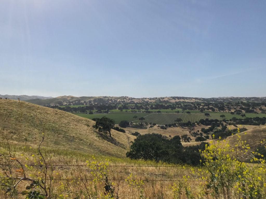 Buellton California Vineyard views
