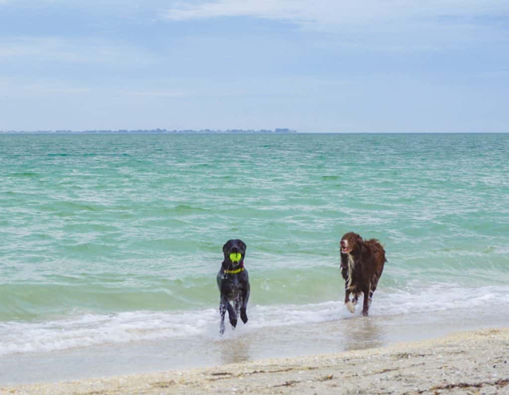 Two dogs playing in the ocean 