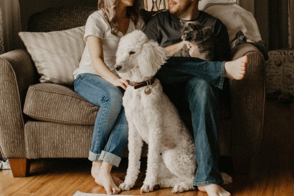 couple on couch with pets